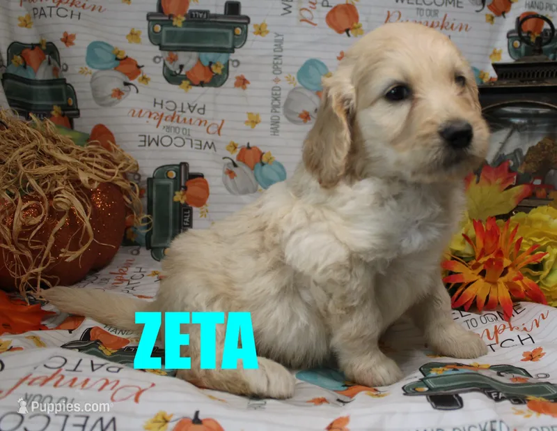 ZETA – Goldendoodle puppy for sale in Jasper, AR