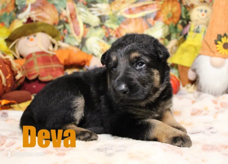 Deva – German Shepherd Dog puppy for sale in Jasper, AR