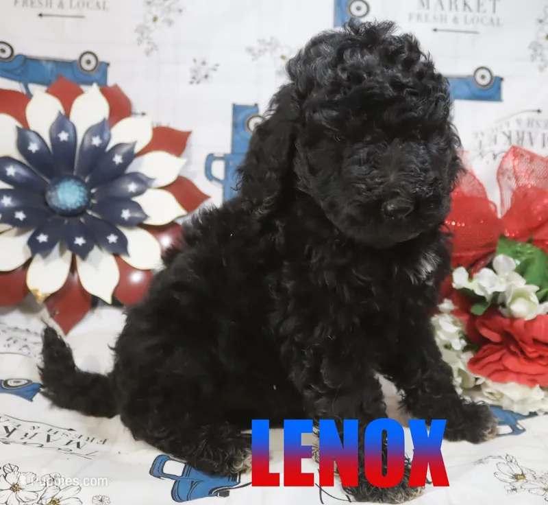 Lenox – Poodle - Standard  puppy for sale in Jasper, AR