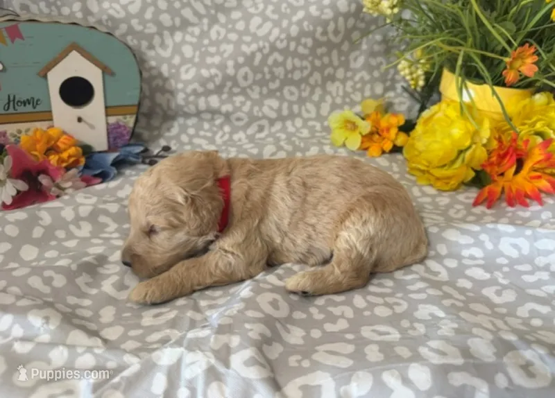 Zarr – English Goldendoodle puppy for sale in Jasper, AR