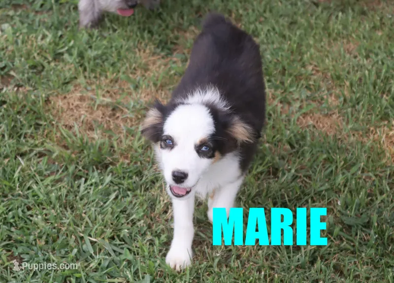 Marie – Miniature Australian Shepherd puppy for sale in Jasper, AR