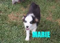 Marie, a female Miniature Australian Shepherd for sale in Jasper, AR – 1 of 10