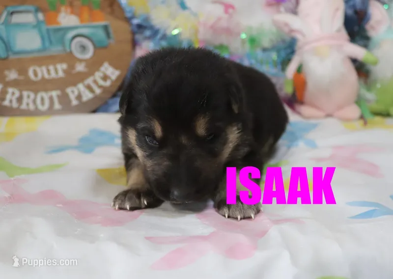 Isaak – German Shepherd Dog puppy for sale in Jasper, AR