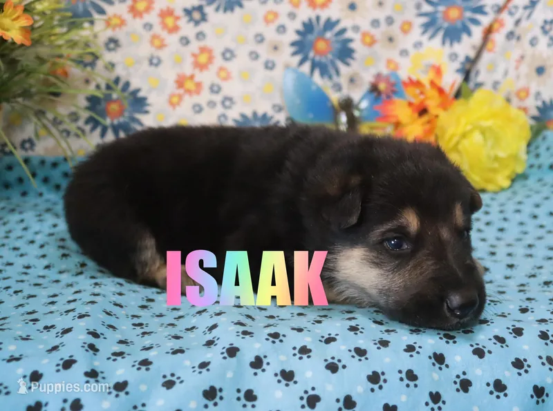 Isaak – German Shepherd Dog puppy for sale in Jasper, AR