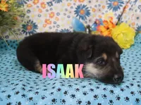 Isaak, a male German Shepherd Dog for sale in Jasper, AR – Photo 1 of 2
