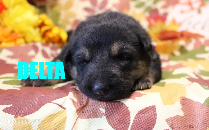 Delta – German Shepherd Dog puppy for sale in Jasper, AR