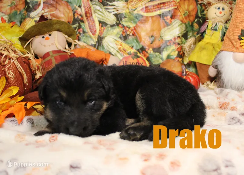 Drako – German Shepherd Dog puppy for sale in Jasper, AR