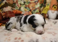 Cooper, a male Australian Shepherd for sale in Jasper, AR – 2 of 2
