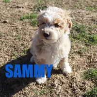Sammy, a male Poodle - Miniature  for sale in Jasper, AR – Photo 5 of 7