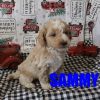 Sammy, a male Poodle - Miniature  for sale in Jasper, AR – Photo 6 of 7
