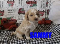 Sammy, a male Poodle - Miniature  for sale in Jasper, AR – Photo 5 of 6
