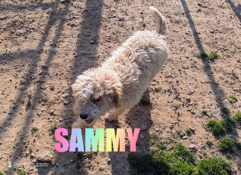 Sammy – Poodle - Miniature  puppy for sale in Jasper, AR