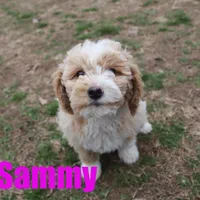 Sammy, a male Poodle - Miniature  for sale in Jasper, AR – Photo 4 of 7