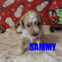 Sammy, a male Poodle - Miniature  for sale in Jasper, AR – Photo 7 of 7