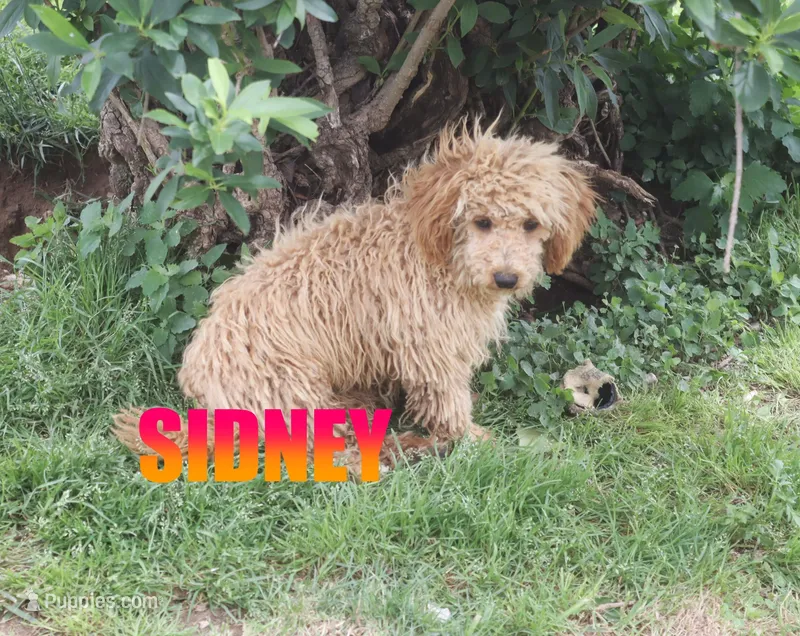 Sammy – Poodle - Miniature  puppy for sale in Jasper, AR