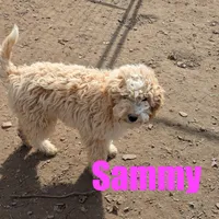 Sammy, a male Poodle - Miniature  for sale in Jasper, AR – Photo 1 of 7