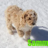 Sammy, a male Poodle - Miniature  for sale in Jasper, AR – Photo 3 of 7