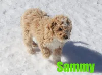 Sammy, a male Poodle - Miniature  for sale in Jasper, AR – Photo 2 of 6