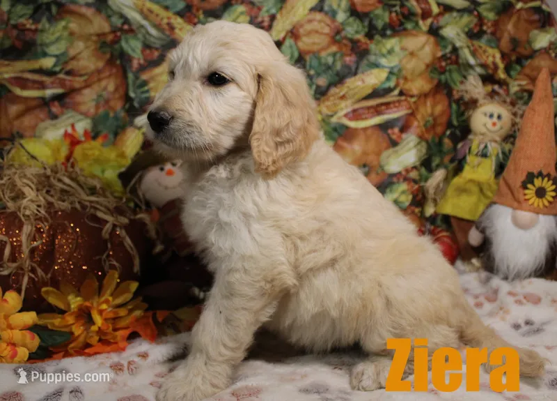 Ziera – Goldendoodle puppy for sale in Jasper, AR