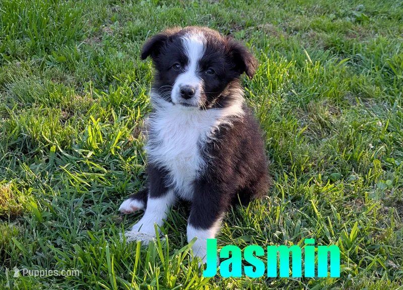 Jasmin – Australian Shepherd puppy for sale in Jasper, AR