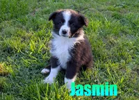 Jasmin, a female Australian Shepherd for sale in Jasper, AR – 2 of 6