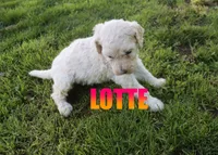 Lotte, a female Poodle - Standard  for sale in Jasper, AR – 2 of 3