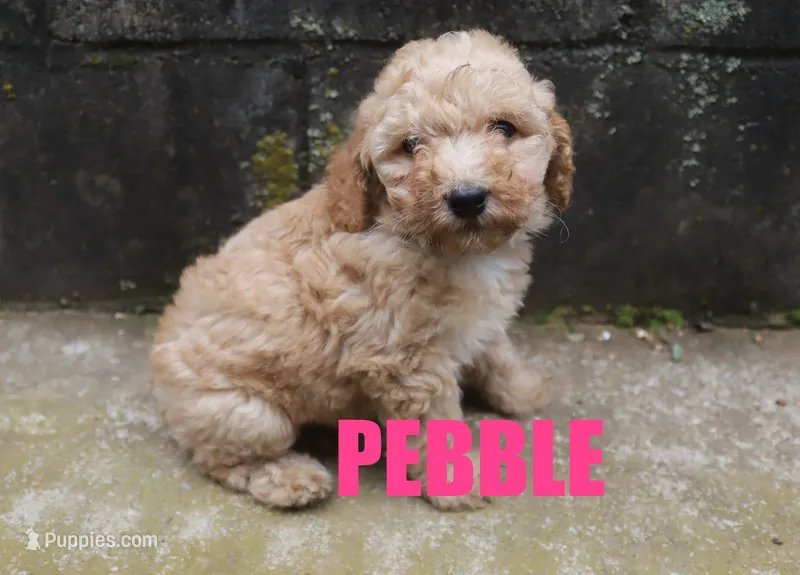 Pebbles – Poodle - Miniature  puppy for sale in Jasper, AR