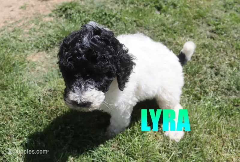 Lyra – Poodle - Standard  puppy for sale in Jasper, AR