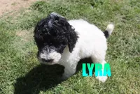 Lyra, a male Poodle - Standard  for sale in Jasper, AR – 3 of 8