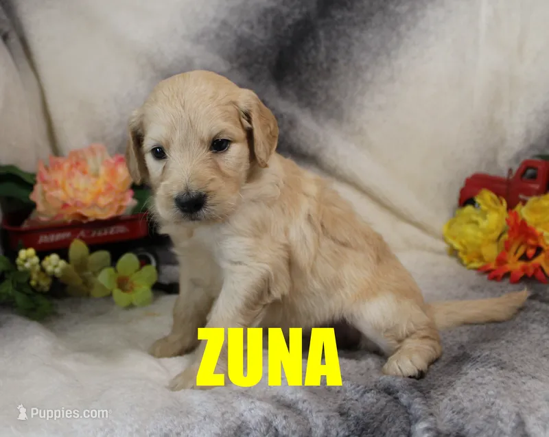 Zuna – Goldendoodle puppy for sale in Jasper, AR