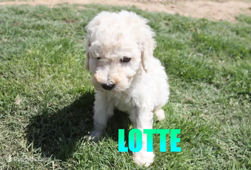 Lotte – Poodle - Standard  puppy for sale in Jasper, AR