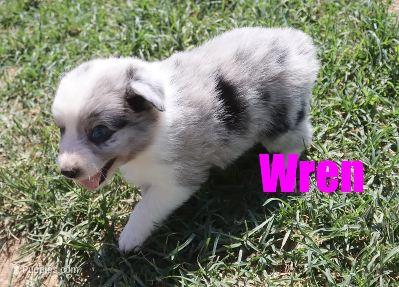 Wren – Miniature Australian Shepherd puppy for sale in Jasper, AR