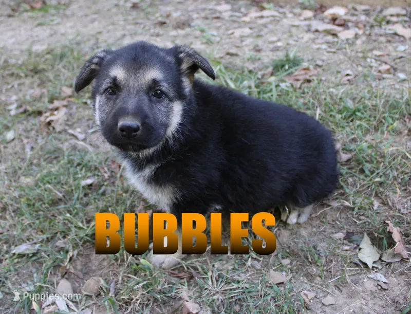 Bubbles – German Shepherd Dog puppy for sale in Jasper, AR