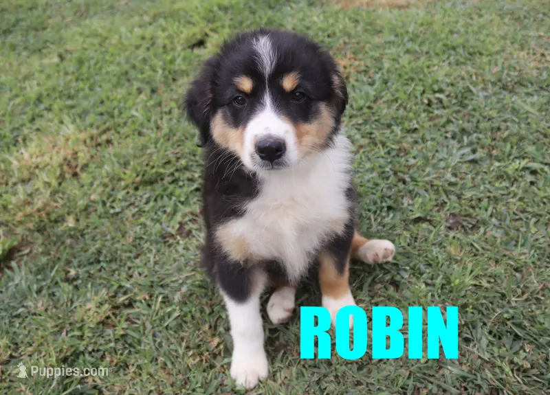 Robin – Australian Shepherd puppy for sale in Jasper, AR