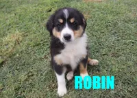 Robin, a female Australian Shepherd for sale in Jasper, AR – 1 of 4