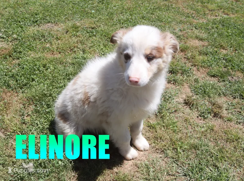 Elinore – Australian Shepherd puppy for sale in Jasper, AR