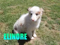Elinore, a female Australian Shepherd for sale in Jasper, AR – 3 of 10