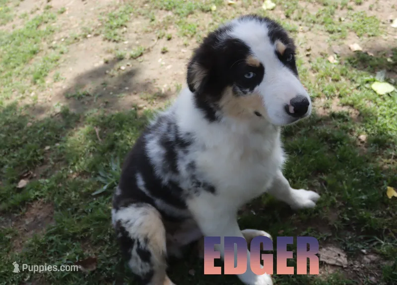 Edger – Australian Shepherd puppy for sale in Jasper, AR