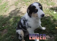 Edger, a male Australian Shepherd for sale in Jasper, AR – 1 of 10
