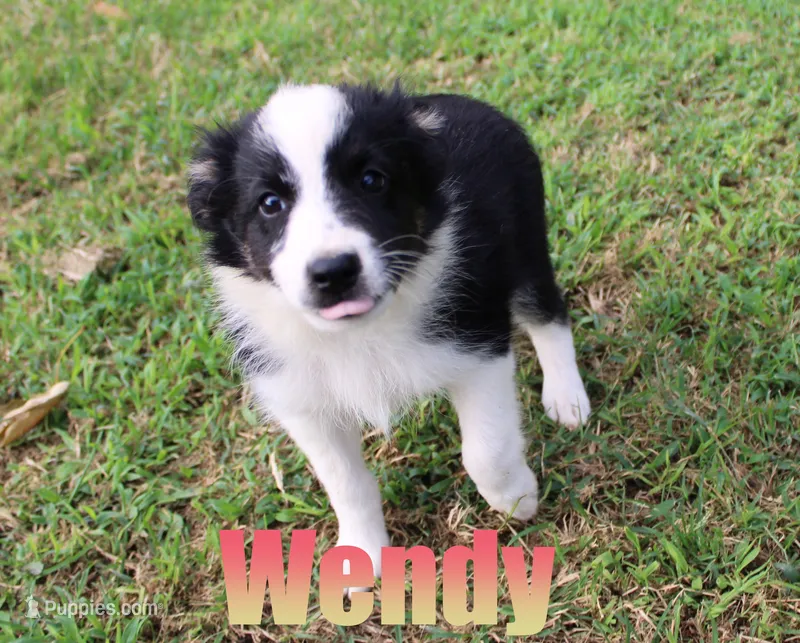 Wendy – Miniature Australian Shepherd puppy for sale in Jasper, AR