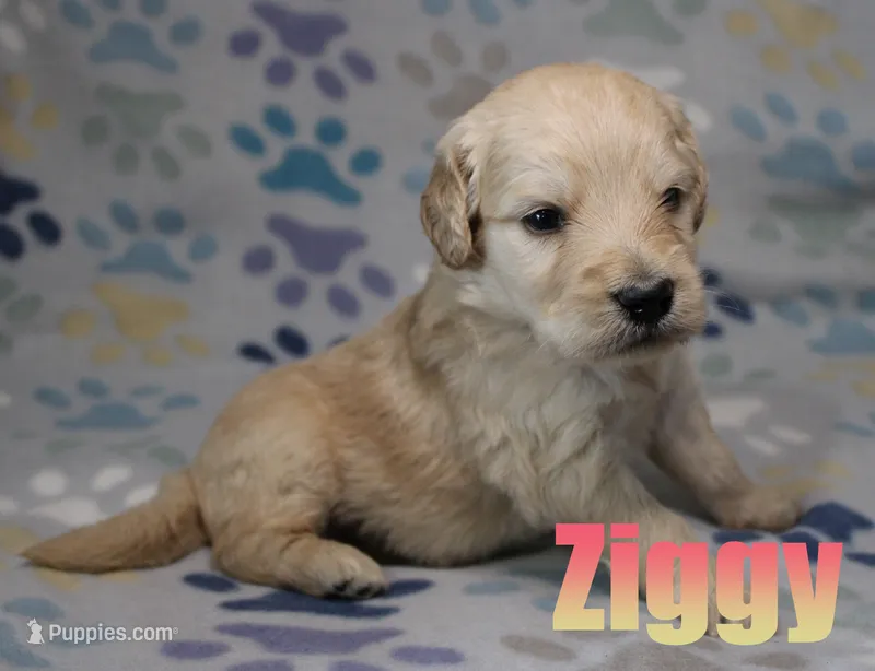Ziggy – Goldendoodle puppy for sale in Jasper, AR