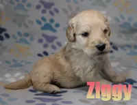 Ziggy, a male Goldendoodle for sale in Jasper, AR – 1 of 2
