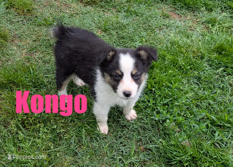 Kongo – Miniature Australian Shepherd puppy for sale in Jasper, AR