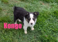 Kongo, a male Miniature Australian Shepherd for sale in Jasper, AR – 1 of 5