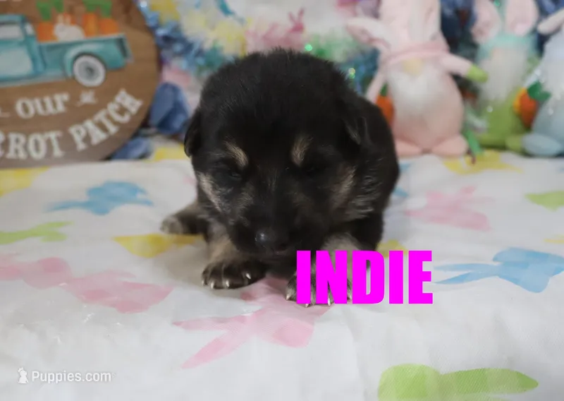Indie – German Shepherd Dog puppy for sale in Jasper, AR