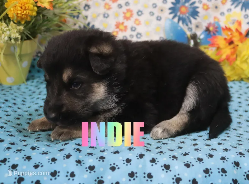 Indie – German Shepherd Dog puppy for sale in Jasper, AR