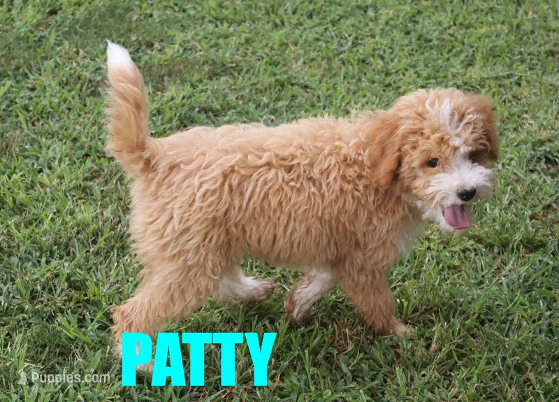 Patty – Poodle - Miniature  puppy for sale in Jasper, AR