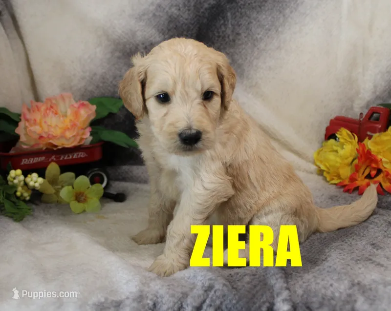 Ziera – Goldendoodle puppy for sale in Jasper, AR