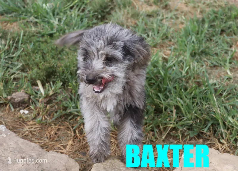 Baxter – Miniature Aussiedoodle puppy for sale in Jasper, AR