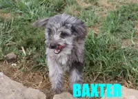 Baxter, a male Miniature Aussiedoodle for sale in Jasper, AR – 1 of 10